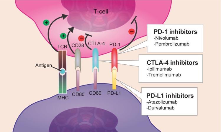 Immunterápia PD1-PDL1