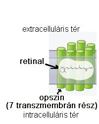 A fotoreceptor pigmentek