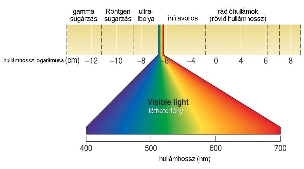 nm Bathorhodopsin 543 nm