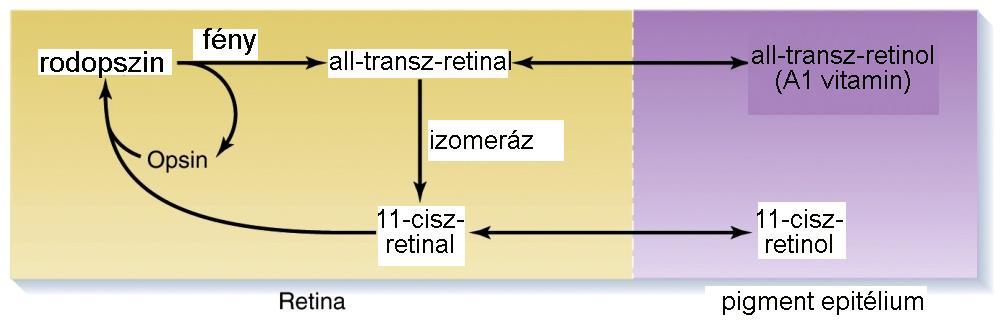 Metarhodopsin I 487 nm