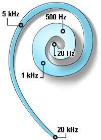 karakterisztikus frekvenciája van, amire a legérzékenyebb membrana basilarison vándorló hullám keletkezik hangrezgések alatt a kengyel talpa dugattyúszerűen mozog