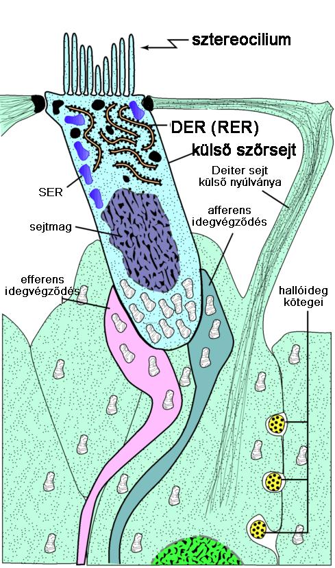 A külső szőrsejtek működése 3 sorban erősítenek alig van afferens beidegzésük mechanoelektromos transzdukció: sztereociliumok egyirányú kitérése mechanoszenzitív ioncsatornák nyílnak depolarizáció Ca
