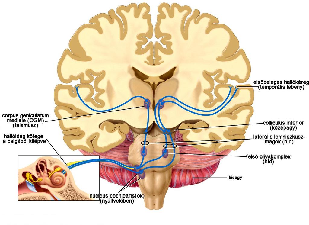 Hallópálya, hallókéreg mindkét oldali vetülés térhallás frekvenciák elkülönülten érzékelődnek kétirányú összeköttetések a különböző feldolgozó szintek között átkapcsolódás már alsó szinttől kezdve