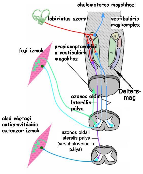 Egyensúlyozás testtartás - szemmozgatás Deiters-mag: információk a labirintusból és a kisagyból izomtónus eloszlásának beállítása a tractus vestibulospinalis-al félkörös