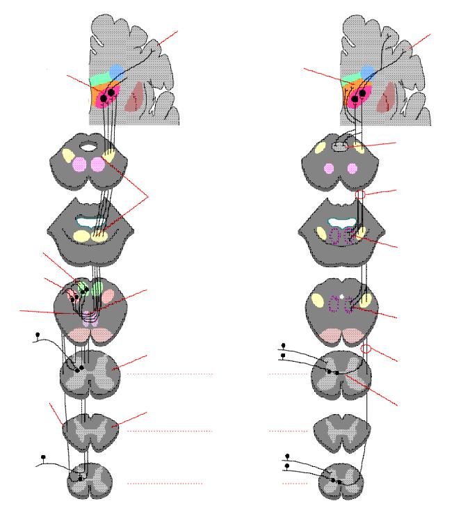 specifikus érzőpályák gerincvelő hátsó köteg lemniscus medialis pálya Testérzékelés nem-specifikus aktiváló rendszerek spino-reticulo-talamikus pálya pl.