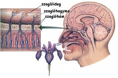 Szaglórendszer szaganyagok a levegőn keresztül akaratlanul jutnak el receptorukhoz (szárazföldi állatokban) íz: a szájüregbe aktívan bekerülő anyagé íz + szag = zamat szaglás receptor szervei a felső