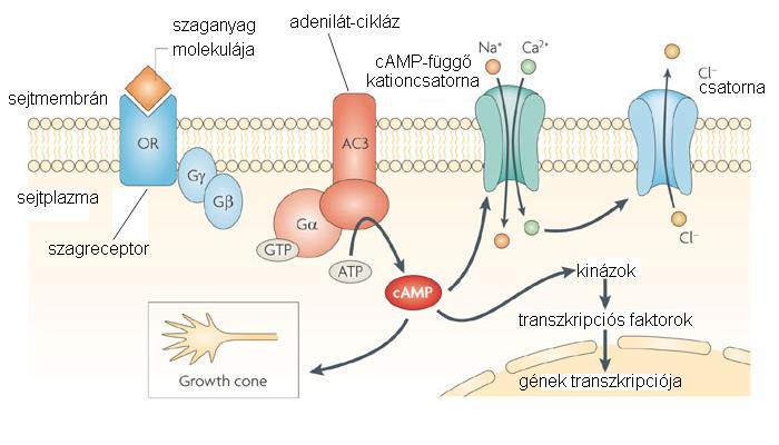 A szaglás neurokémiája a szagmolekuláknak több szagingerként szereplő molekularészletük (epitopjuk) van, több receptorhoz is kötődhetnek szagreceptorok 7 TM doménes, G-fehérje