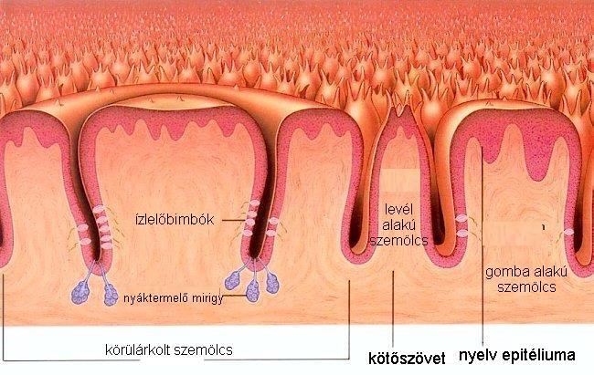 négy alapízt érzünk (édes, sós, savanyú, keserű) 5.