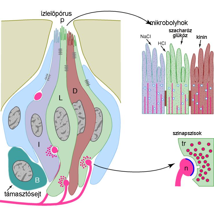 idegvégződés édes íz és umami íz szénhidrátok, szacharin, glicin, egyes fehérjék G-fehérje kapcsolt receptorok camp rendszer aktiválódása (PKA) K + -csatorna zárás keserű íz kinin, más növényi