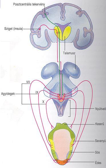 Ízérzékelés III. a tudatosuló ízérzés ingerületei a VII-es (n. facialis) és a IX-es agyidegen (n.