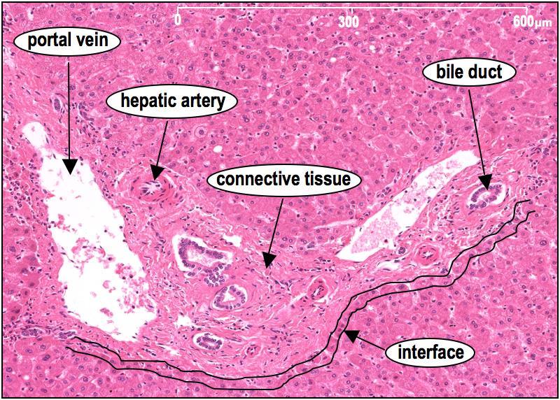 határos hepatocyta réteg INTERFACE https://classconnection.s3.amazonaws.