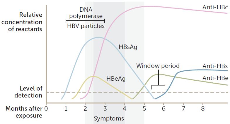 HBV szerológia LÉNYEG: HBsAg HBeAg anti-hbs Ø anti-hbs = fertőzöttség = infektív állapot = gyógyult = Ø gyógyult HBsAg Anti-HBs HBeAg anti-hbe anti-hbc Akut HBV + + IgM