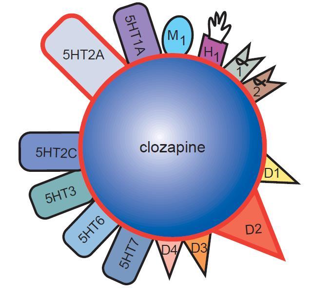Clozapine: Hatásmechanizmus Számos receptoron fejti ki hatását Összetett, nem pontosan ismert hatásmechanizmus Mellékhatások veszélye Eddigi tudásunk szerint legfontosabb targetek: D2 és 5-HT-2A