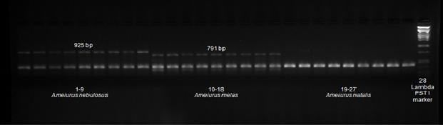 5. ANYAG ÉS MÓDSZER 10. ábra:_a CytB_L_14724F és Cytbasa_R primerek fajspecifikus fragmentmintázata. 1-9. A nebulosos; 10-18 A. melas, 19-27 A natalis; 28. molekulasúly marker. 5.