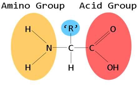 Savas oldalláncú aminosavak aszparaginsav (Asp) - CH2COOH glutaminsav (Glu)