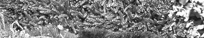 Sorex araneus erdei cickány Gyakori, közepes méretű