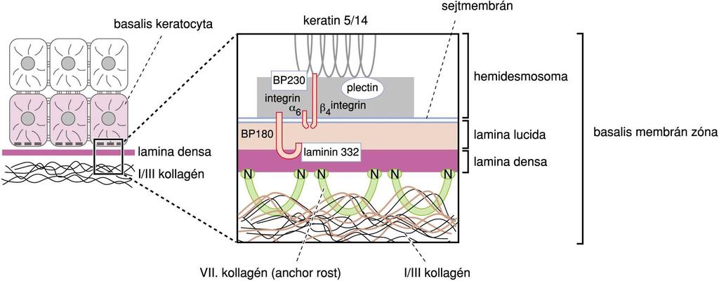 Hemidesmosoma sejtmembran I-III collagen Laminin 1,2 BM zóna