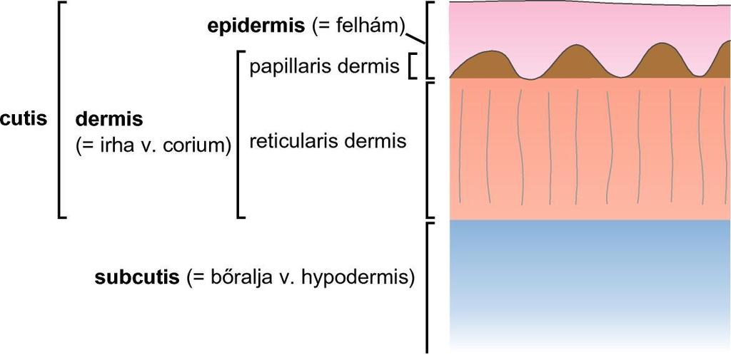 Intraepidermalis Junkcionális