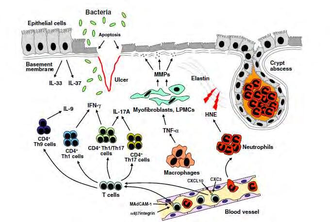 COLITIS ULCEROSA IMMUNOLÓGIÁJA Di Sabatino A, et al.