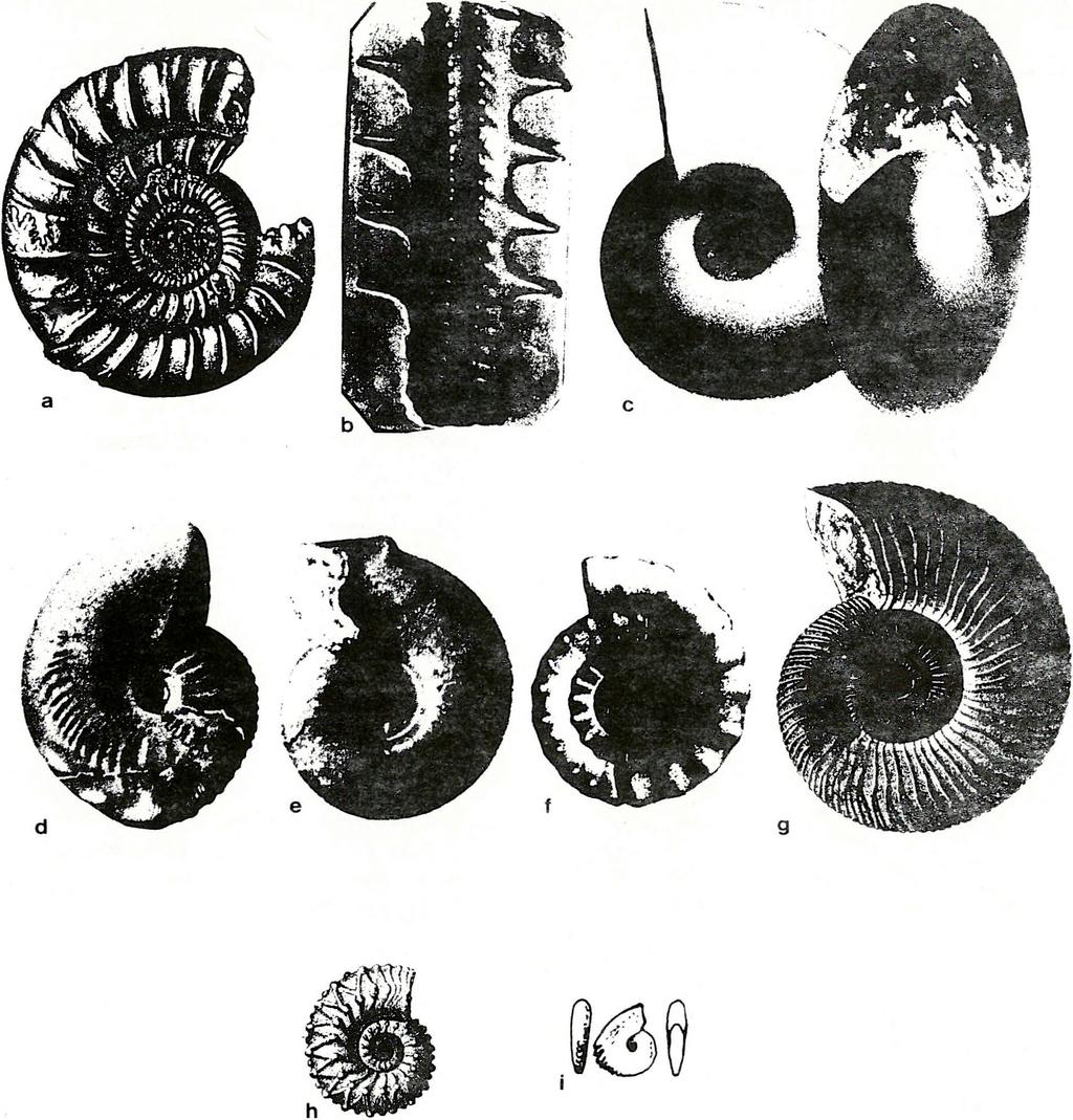 28., fig. 5. e: Haploceras verruciferum - Z it t e l 1870, p l. 27., fig. 8. f: Volanoceras volanense - Oppel 1863, p l. 58., fig. 2. g: R ic h te re lla r ic h t e r i - Z it t e l 1870, p l.