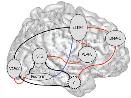 Érzelmi arckifejezések feldolgozása / a szociális agy Visual Cortex: Gives input to the further structures Fusiform Face Area: detect the global parameters of the face Superior Temporal Sulcus: