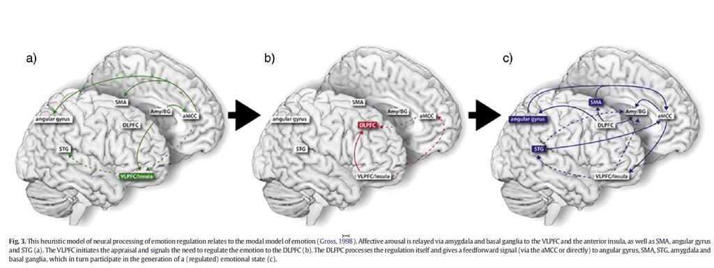 Érzelemszabályozás a prefrontális kéregben Meta-Analízis 23 fmri vizsgálat 479 egészséges személy a.