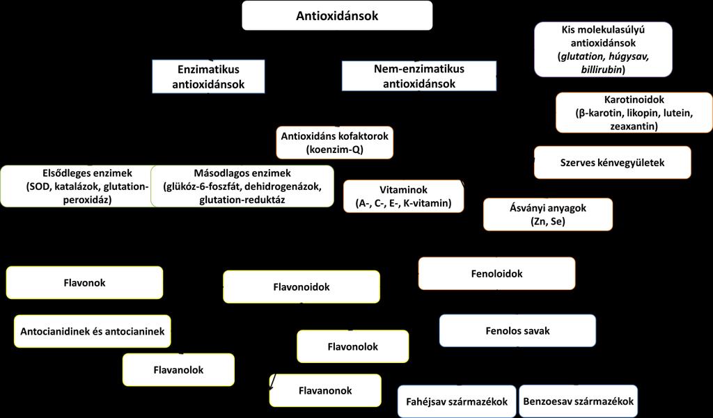 Antioxidánsok HALLIWELL ÉS GUTTERIDGE (1995) megfogalmazása szerint, minden olyan anyag, amely a célmolekula oxidációját késlelteti, megakadályozza vagy a fellépő károsodást helyreállítja,