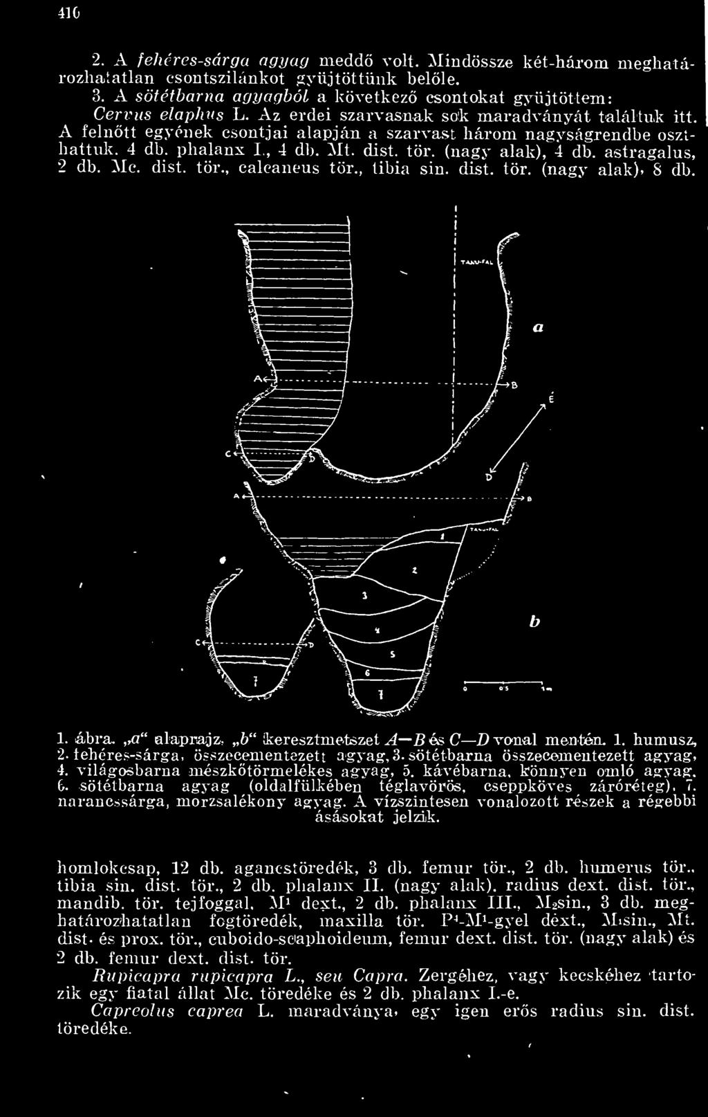 astragalus, 2 db. Mc. dist. tör., caleaneus tör., tibia sin. dist. tör. (nagy alak). 8 db. 1. ábra. a alaprajz, b keresztmetszet A fí és C vonal mentén. 1. humusz, 2.