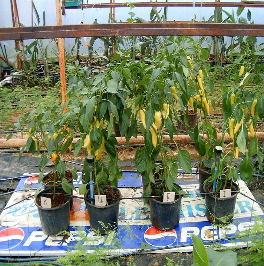 annuum var.