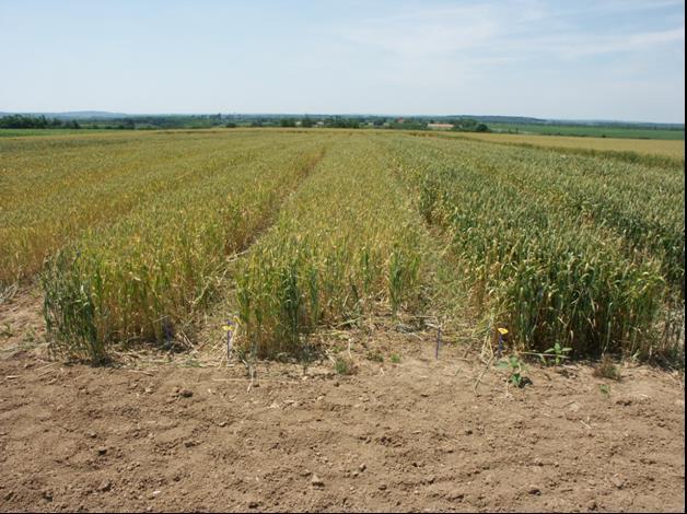 Starter N ( 35kg N/ha)-termésnövelő hatás 3 % -al nő a szemmel borított kalászhossz; 21 % -al nő a termés mennyisége; 99 %-os valószínűségi szinten