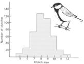 Evolúciós történet - primitív énekű fajoktól a komplex ének felé * készült J. Alcock (2001). Animal Behavior. An Evolutionary Approach. Sinauer Associates, Inc. és J.R. Krebs és N.B. Davies (1993).