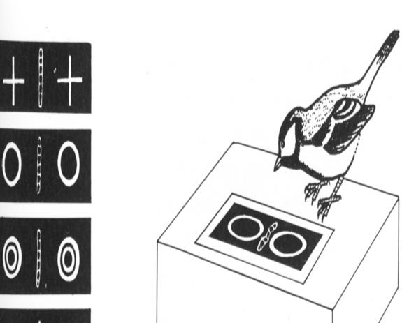 Tinbergen - szén cinege