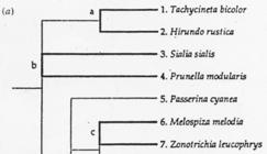 cinege - béka (Physalaemus pustulosus) vs.