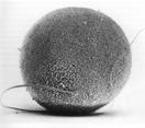 tündérmadár (Malurus cyaneus) - hím: 8 milliárd sejt a herében ember - tojó: 6 tojás - nő: néhány száz sejt/ férfi: 350 millió sejt/ejakulátum -pl. tűhal (Syngnathus typhle) - pl.