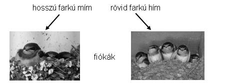 A másodlagos nemi jellegek jelzőértéke csökken a fertőzés intenzitásával 3.