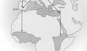 Angliai szülők és kinevelt utódaik - eredet: Belgium, közép Német o. 2.