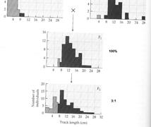 2.3. Genetikai különbség eltérő viselkedésű egyedek között - ecetmuslica (Drosophila