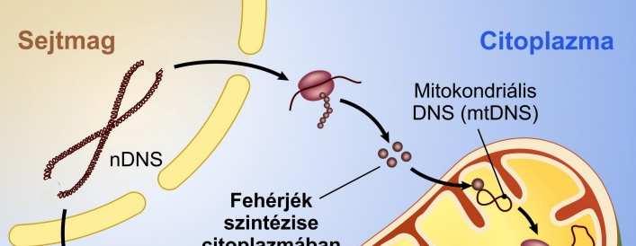Mitokondriálisfehérjék eredete Több kópiában van jelen, 37 gént
