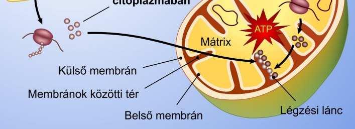 Belső membrán 13 fehérjéje és 22 trns+2 rrns a cirkuláris