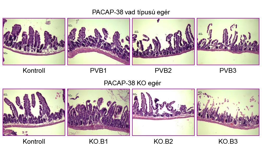 szignifikánsan rosszabb eredményt kaptunk a PACAP KO mintáknál a PACAP-38 vad típusú egerek értékeinez képest (KO.B2., KO.B3. vs. PVB2 és PB.B3; p<0,05).