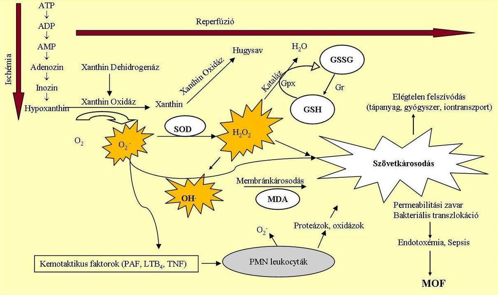 1. ábra. A bélszövet oxidatív károsodása meleg ischaemia és reperfúzió hatására (Forrás: Nedvig K.