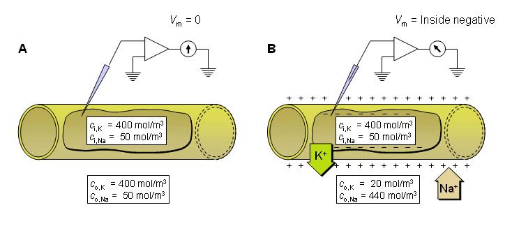 Hajtóerők : A töltött részecskék mozgását befolyásoló erők 1) Az adott ionok koncentráció különbsége - Kémiai koncentráció grádiens: Kémiai potenciál (Willard Gibbs - 1876) 2) A membrán két oldala