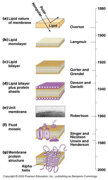 Membrán-modellek Amerikai fizikai kémikus Lipid-oldékony 1932 Nobel díj anyagok gyorsan bejutnak a sejtbe. Zsírok egyrétegű elrendeződése a víz felszínén.
