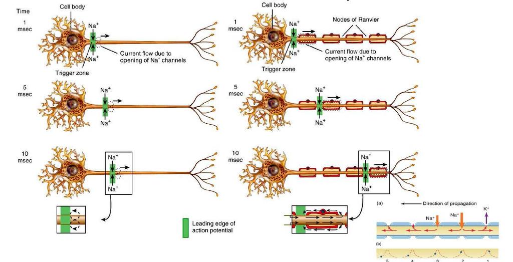 Az akciós potenciál terjedése Mielin nélküli axonban Velőshüvelyű axonban Lassú ingerületvezetés