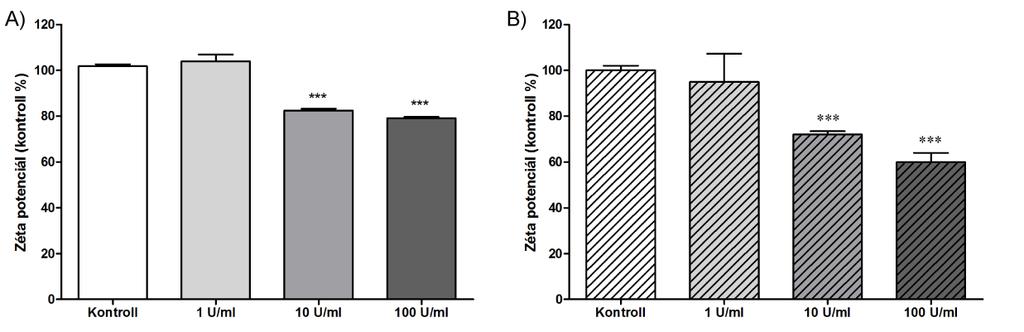 12. ábra. Neuraminidáz enzim hatása agyi endotélsejtek permeabilitására. A) D3 agyi endotélsejtvonal; B) patkány primer agyi endotélsejtek. n=3. 3.2. Glikokalix emésztése hialuronidáz enzimmel agyi