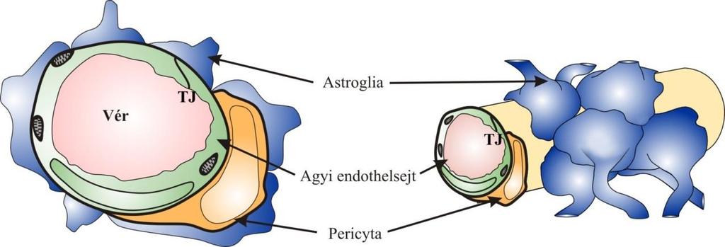 1. Bevezetés A biológiai barrierek sejttenyészetes modelljei, így az in vitro vér-agy gát modellek fontosak az ezeken a gátakon lezajló transzportfolyamatok, gyógyszerbejuttatás és betegségek