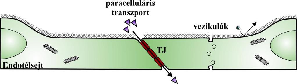 a luminális sejtfelszínen található erős negatív töltésű glikokalix is hozzájárul (Wolburg és mtsai., 2009). 1.