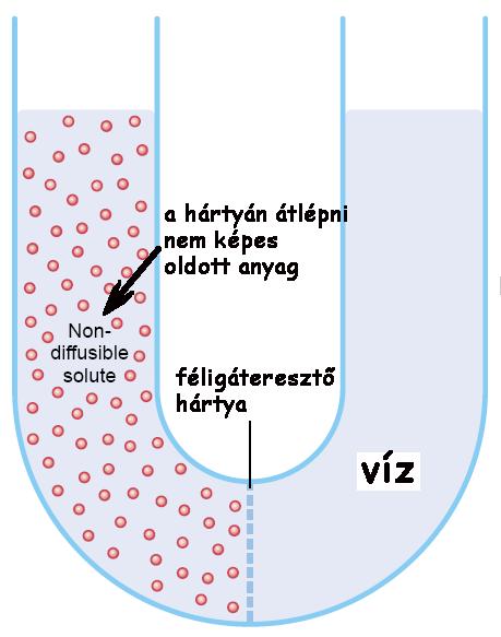Anyagtranszport a sejtmembránon keresztül ozmózis: víz diffúziója a féligáteresztő hártyán át; a víz a hígabb oldat felől a töményebb felé áramlik koncentráció gradiensének megfelelően az ozmózis