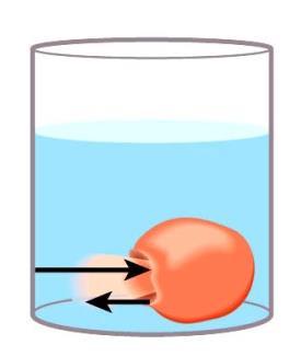az oldott anyag nem tud a sejtből távozni, víz ki passzív vízbeáramlás indul