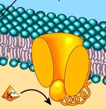 Anyagtranszport a sejtmembránon keresztül ioncsatornákon keresztül ionok diffúziója (passzív transzport) transzmembrán fehérjék: pórus (csatorna)